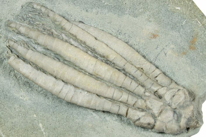 Fossil Crinoid (Scytalocrinus) - Indiana #232243